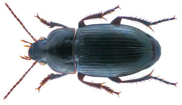 harpalus